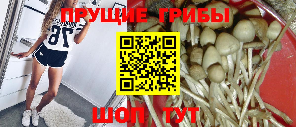 Галлюциногенные грибы Psilocybine cubensis Мурино
